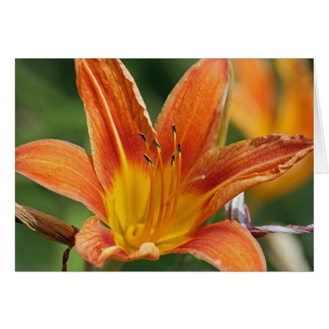 オレンジ花カード (正面横)