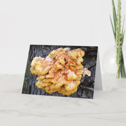 オレンジ菌 カード (正面)