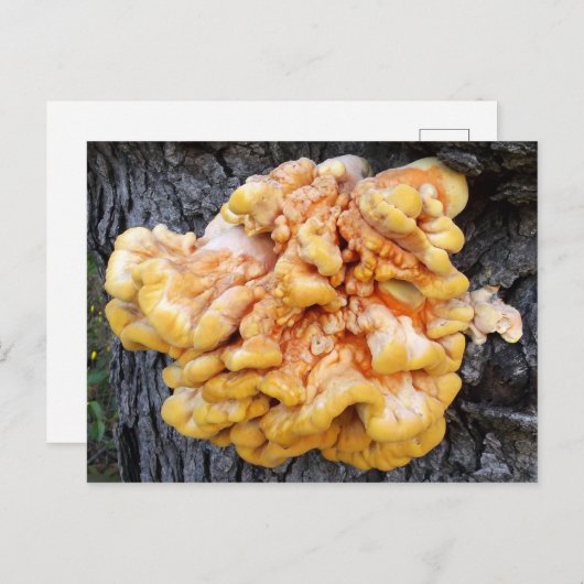 オレンジ菌 ポストカード (正面/裏面)