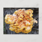 オレンジ菌 ポストカード (正面)