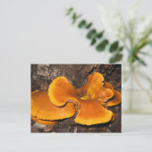 オレンジ菌 ポストカード (スタンド正面)