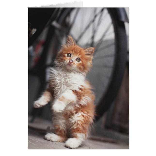 オレンジ虎猫の子ネコ (正面)