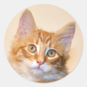 オレンジ虎猫の子ネコ ラウンドシール