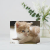 オレンジ虎猫はがき ポストカード (スタンド正面)