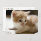 オレンジ虎猫はがき ポストカード (正面/裏面)