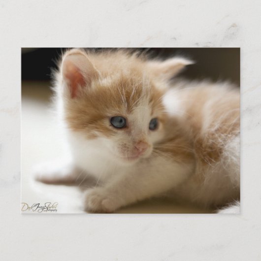 オレンジ虎猫はがき ポストカード (正面)