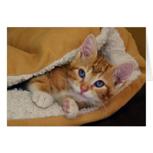 オレンジ虎猫キッテンインベッド (正面横)