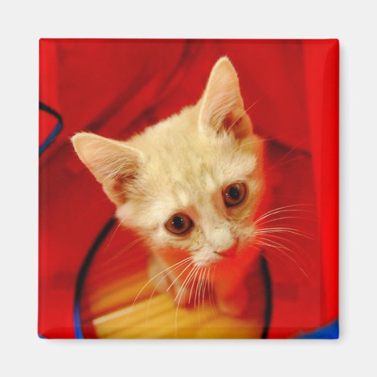 オレンジ虎猫キッテン磁石 マグネット (正面)