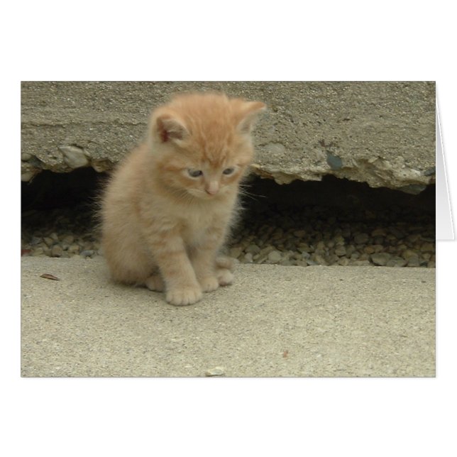 オレンジ虎猫キッテン (正面横)