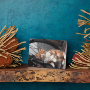 オレンジ虎猫キッテン フォトプラーク