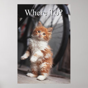 オレンジ虎猫キッテン ポスター