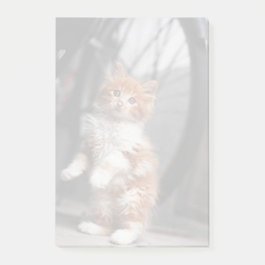 オレンジ虎猫キッテン ポストイット (正面)