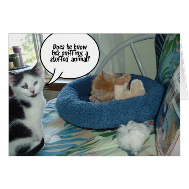 オレンジ虎猫キティキャット (正面横)