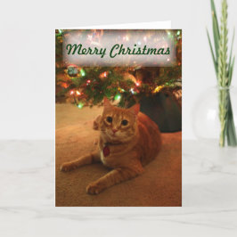 オレンジ虎猫クリスマスカード シーズンカード