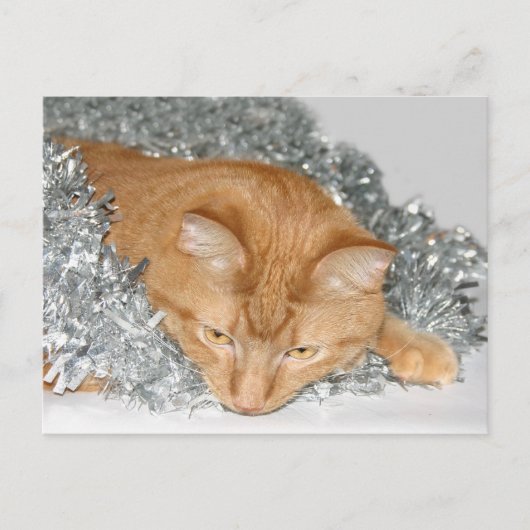 オレンジ虎猫クリスマス シーズンポストカード (正面)