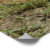 オレンジ虎猫兄弟姉妹 ポスター (角)