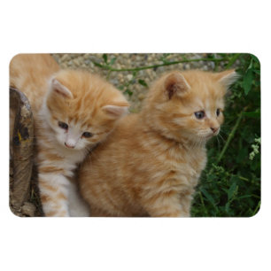 オレンジ虎猫兄弟姉妹 マグネット