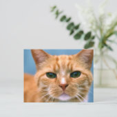 オレンジ虎猫子猫キッテンキャット ポストカード (スタンド正面)