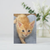 オレンジ虎猫子猫 ポストカード (スタンド正面)