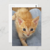 オレンジ虎猫子猫 ポストカード (正面/裏面)