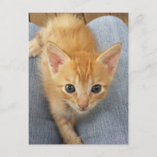 オレンジ虎猫子猫 ポストカード
