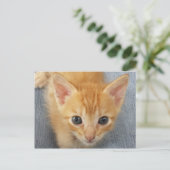 オレンジ虎猫子猫 ポストカード (スタンド正面)