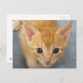 オレンジ虎猫子猫 ポストカード (正面/裏面)