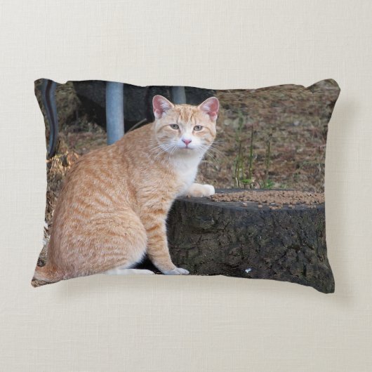 オレンジ虎猫猫の枕 アクセントクッション (裏面)