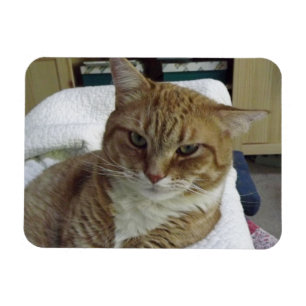 オレンジ虎猫猫の適用範囲が広い磁石 マグネット