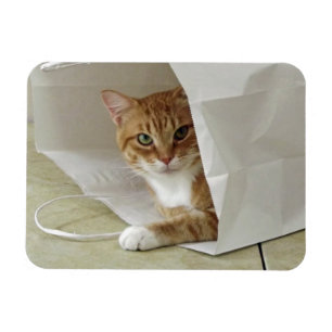 オレンジ虎猫猫の適用範囲が広い磁石 マグネット