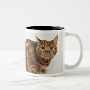 オレンジ虎猫猫 ツートーンマグカップ