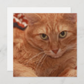 オレンジ虎猫 招待状 (正面/裏面)