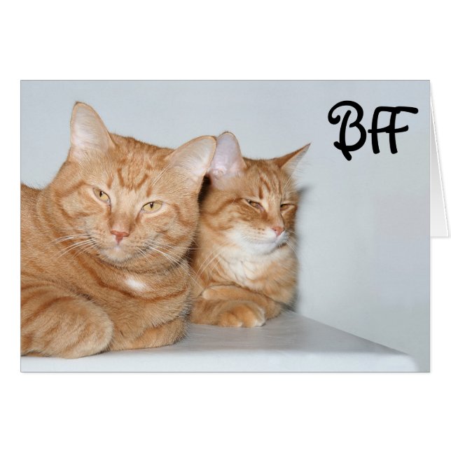 オレンジ虎猫BFF (正面横)