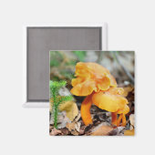 オレンジ野生のきのこの自然の写真撮影の磁石 マグネット (正面/裏面)