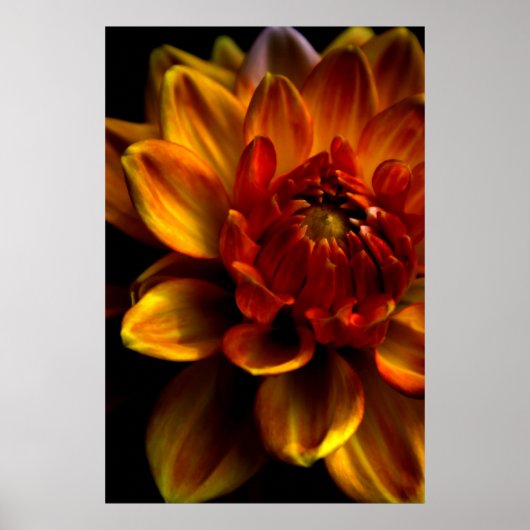 オレンジ開花 ポスター (正面)