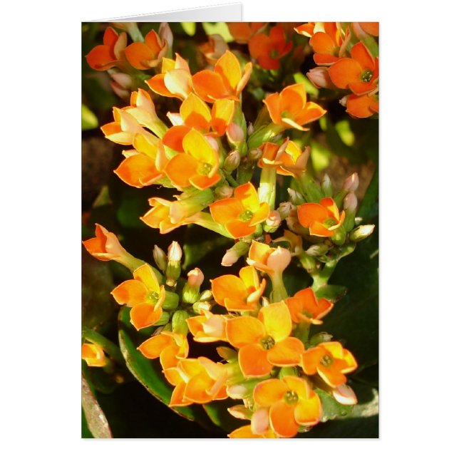 オレンジ集り (正面)