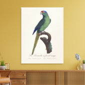 オレンジ額羽インコ, Eupsittula Canicularis キャンバスプリント (インサイチュ (リビング))