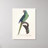 オレンジ額羽インコ, Eupsittula Canicularis キャンバスプリント (正面)