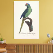 オレンジ額羽インコ, Eupsittula Canicularis キャンバスプリント (インサイチュ (リビング))