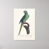 オレンジ額羽インコ, Eupsittula Canicularis キャンバスプリント (正面)