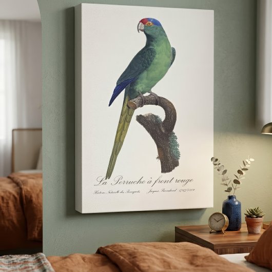 オレンジ額羽インコ, Eupsittula Canicularis キャンバスプリント