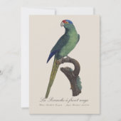 オレンジ額羽インコ, Eupsittula Canicularis サンキューカード (正面)