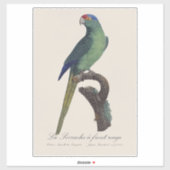 オレンジ額羽インコ, Eupsittula Canicularis シール (シート)