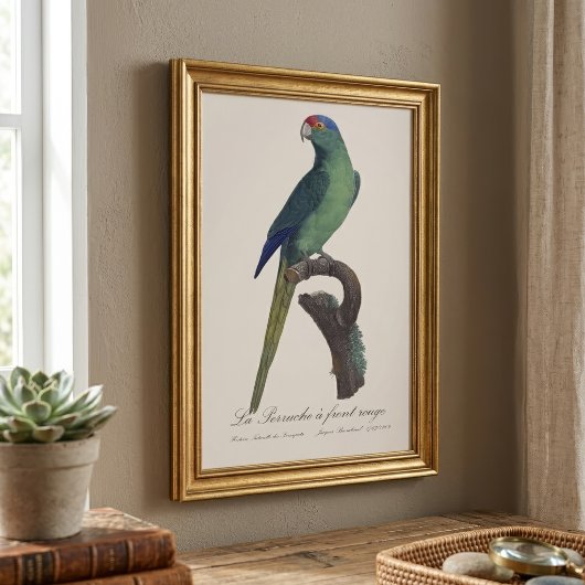 オレンジ額羽インコ, Eupsittula Canicularis フォトプリント
