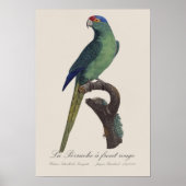 オレンジ額羽インコ, Eupsittula Canicularis ポスター (正面)