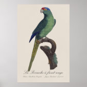 オレンジ額羽インコ, Eupsittula Canicularis ポスター (正面)