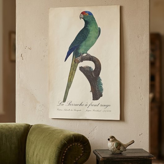 オレンジ額羽インコ, Eupsittula Canicularis ポスター