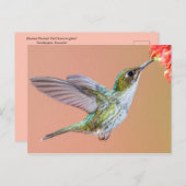 オレンジ食べ物を与え色の花の上の緑のハミングバード ポストカード (正面/裏面)