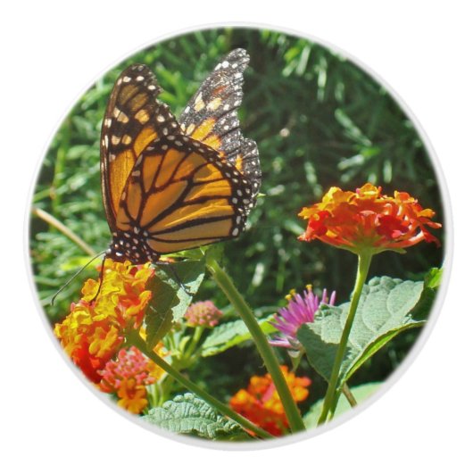 オレンジ鮮やか色の(昆虫)オオカバマダラ、モナーク蝶が花に休む セラミックノブ (正面)