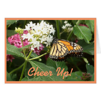 オレンジ黄色の蝶ピンクの白い花